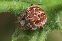 Agalenatea redii