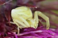 Thomisus onustus
