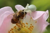 Misumena vatia