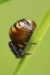 Synema globosum