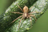 Philodromus