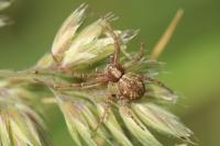Philodromus