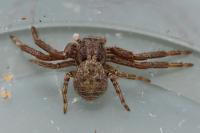 Xysticus