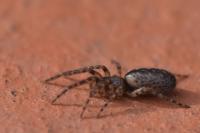 Segestria bavarica