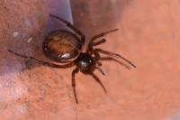 Steatoda bipunctata