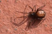 Steatoda bipunctata