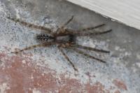Segestria bavarica