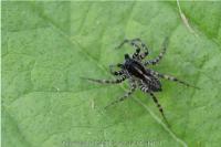 Pardosa prativaga