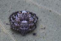 Philodromus margaritatus