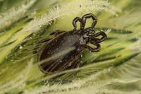 Ixodes ricinus