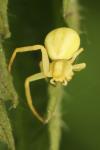 Misumena vatia