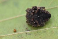 Araneus angulatus