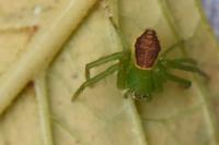 Diaea dorsata
