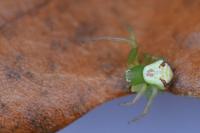 Ebrechtella tricuspidata