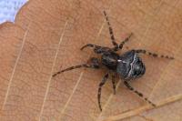 Gibbaranea bituberculata