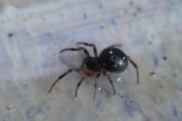 Crustulina guttata