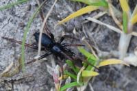Trachyzelotes pedestris