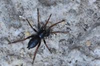 Trachyzelotes pedestris