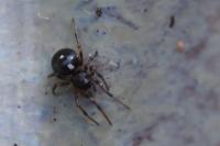 Crustulina guttata