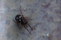 Crustulina guttata