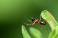 Frontinellina frutetorum
