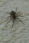 Lepthyphantes minutus