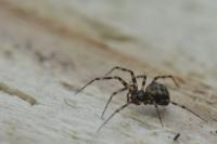 Lepthyphantes minutus