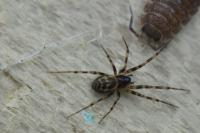 Lepthyphantes minutus