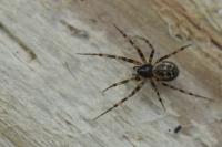 Lepthyphantes minutus