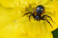 Synema globosum