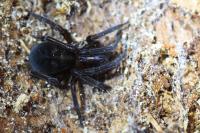 Amaurobius