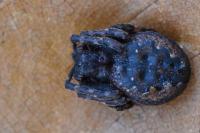 Nuctenea umbratica