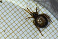 Steatoda bipunctata