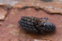 Segestria bavarica