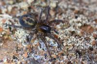 Amaurobius