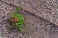 Diaea dorsata