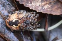 Larinioides sclopetarius