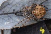 Larinioides sclopetarius