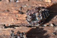 Nuctenea umbratica