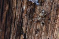 Anyphaena accentuata