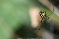 Neriene radiata