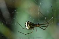 Neriene radiata