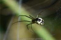 Neriene radiata
