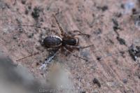 Neriene montana