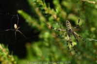 Argiope bruennichi
