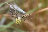 Argiope bruennichi