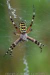 Argiope bruennichi