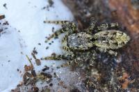Marpissa muscosa
