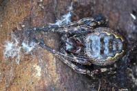 Nuctenea umbratica