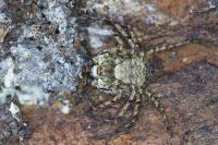 Philodromus margaritatus